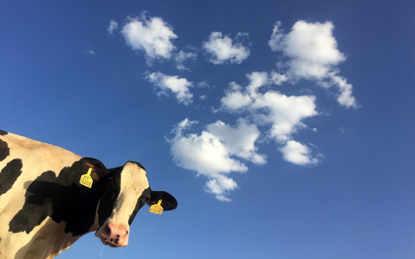 why-is-it-hard-to-ditch-dairy why is it hard to ditch dairy