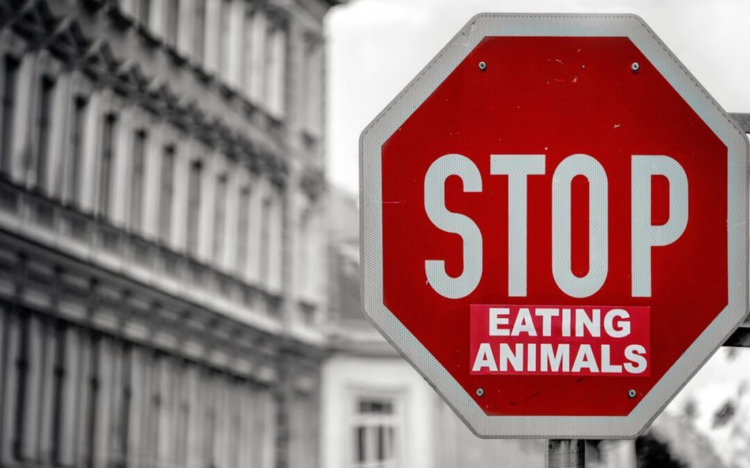 How to Avoid Burnout and Communicate Effectively as an Animal Rights Activist: Insights from Top Activists